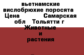 вьетнамские вислобрюхие поросята › Цена ­ 3 500 - Самарская обл., Тольятти г. Животные и растения » Другие животные   